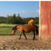 EasySwing Midi Cattle Brush