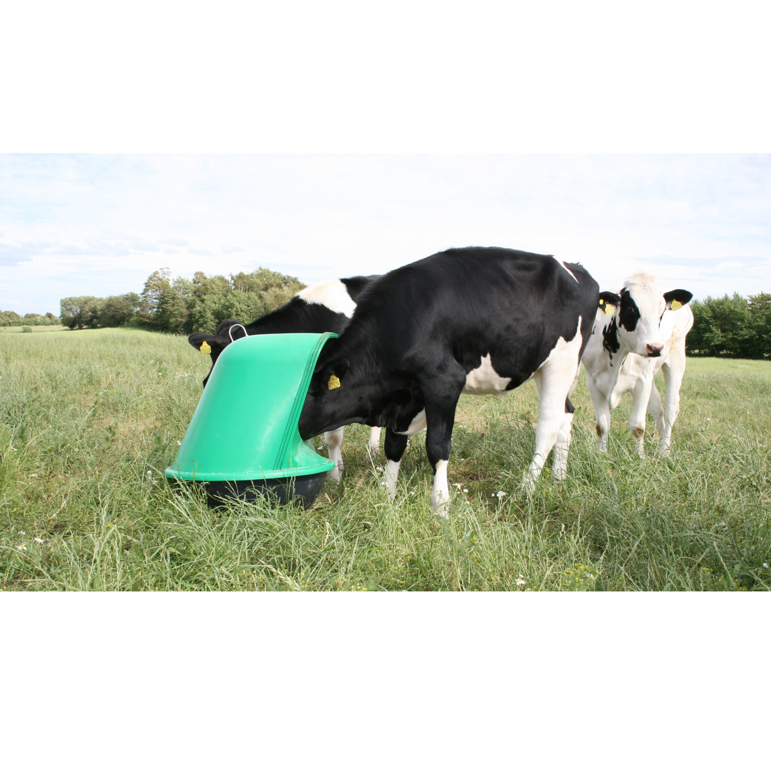 MineralRocker Mineral feeder for cattle