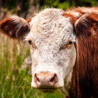 lihaveis200 Liellopi