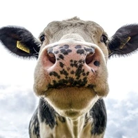 piimaveised Piena govis