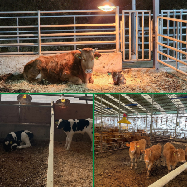 Interheat soojenduslamp Vasikate soojenduslamp