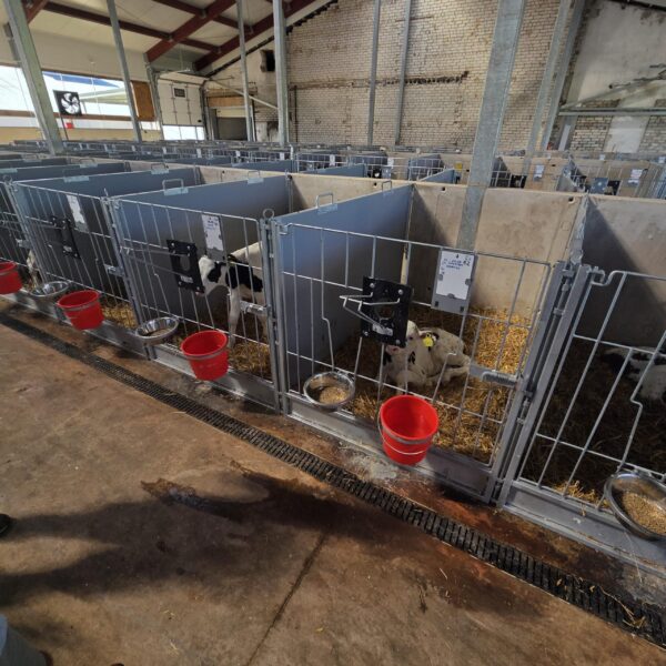 Meedium-4-scaled Plastvasikaboks Calf-QuickBox 1.2 (0-3 kuud) plasttagaseinaga